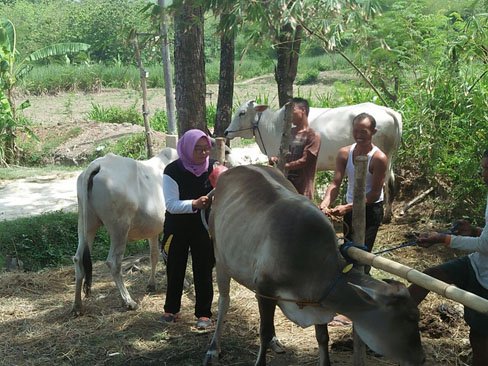 Pentingnya Edukasi Kesehatan Hewan oleh Puskeswan kepada Masyarakat