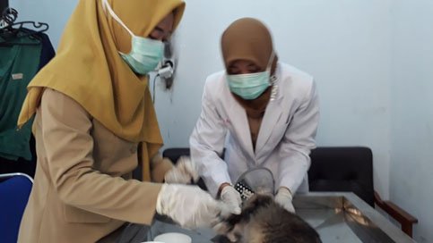 Pemeriksaan dan Pengobatan Standar